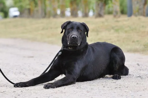 Dog from shelter, Bimbam | Labrador Mix Male