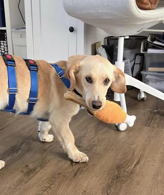 Polly - mischling zur Adoption