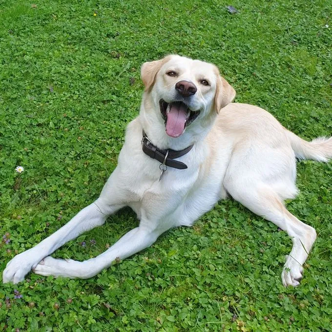 Abby - Mischling zur Adoption