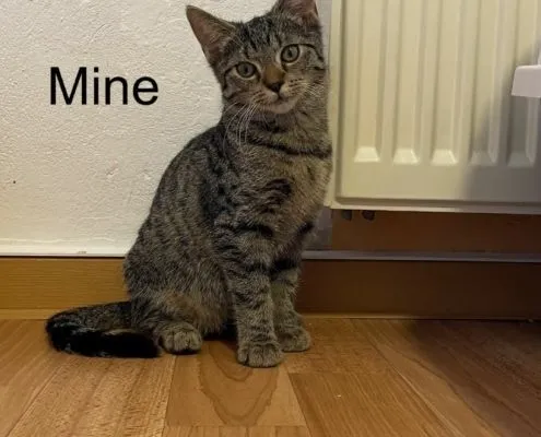 Katze aus Tierheim, Fine Mine Trine | Weiblich