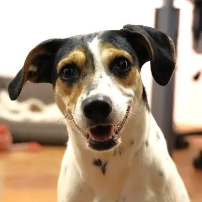 Hund aus Tierheim, Pauline | Schwarz Braun Weiß Mischling Weiblich
