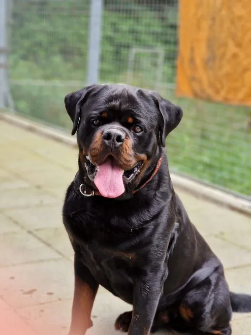 H23-097 Jumper - Rottweiler zur Adoption