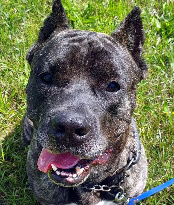 Dog from shelter, Charles | Dogo Canario Male