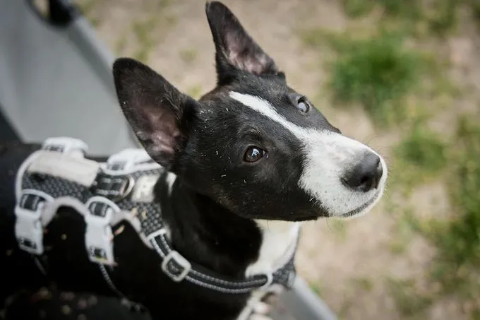 Jony - terrier-mix zur Adoption