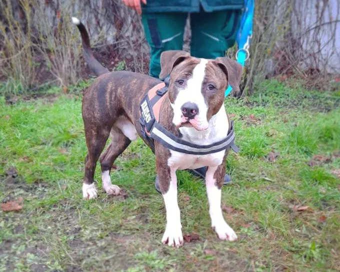 Dog from shelter, Baddy | Staffordshire Terrier Male