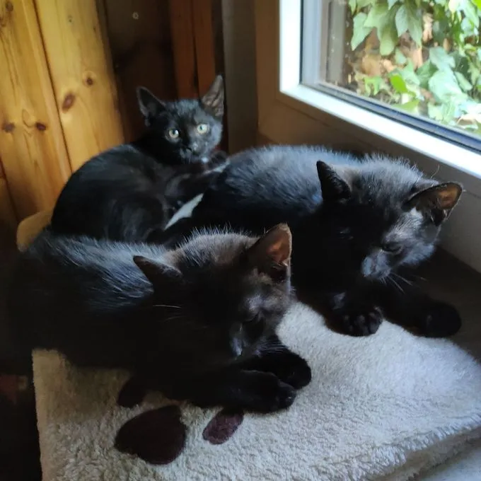 Fanny&Gipsy - ekh zur Adoption
