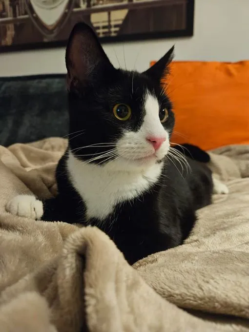 Buddy - EKH zur Adoption