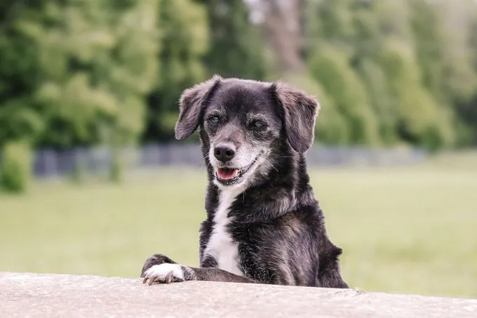 Sheila - mischling zur Adoption