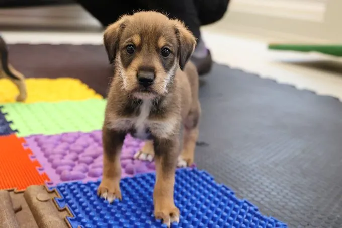 Dog from shelter, Dot | Hell Braun Mischling Male