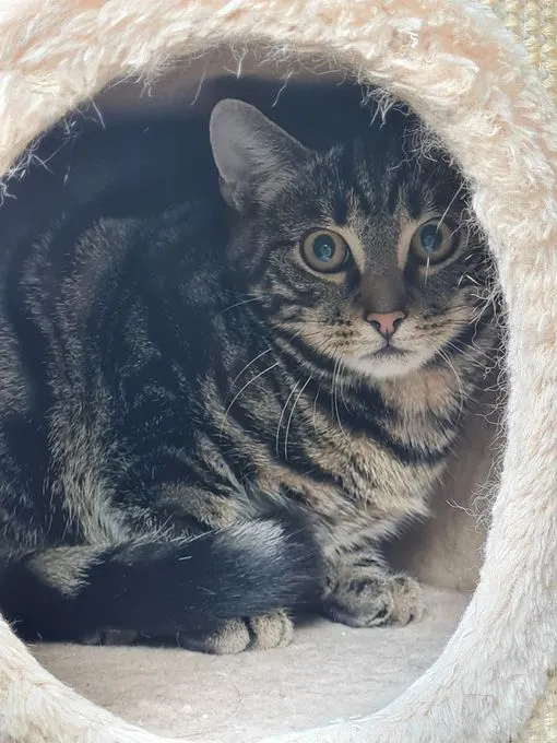 Smokey - EKH zur Adoption