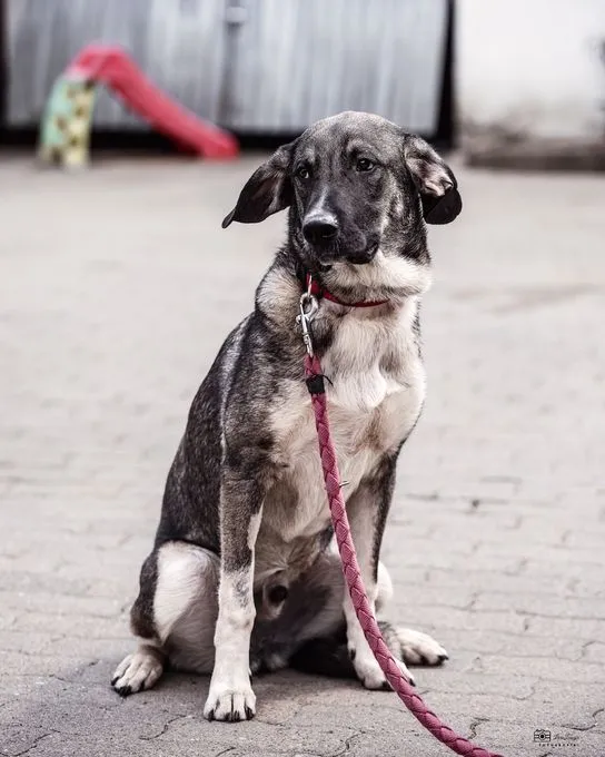 Nup - mischling zur Adoption