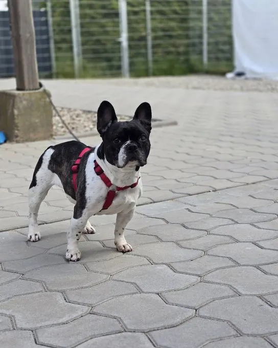 Dog from shelter, Fundhündin Inge Macht Sich Auf Die Suche Nach Einem Kuscheligen Körbchen | Schwarz Weiß Französische Bulldogge Female