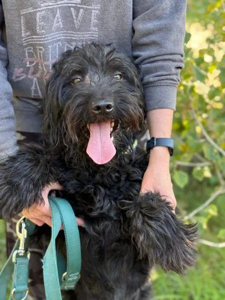 Bojti - Riesenschnauzer-Mix zur Adoption