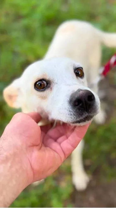 Tiffy - mischling zur Adoption