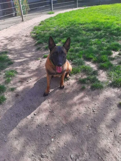 Dog from shelter, Lio | Malinois Female