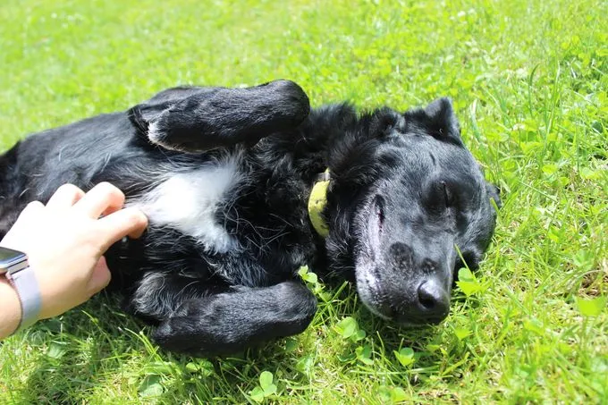 Dog from shelter, Merlin | Schwarz Mischling Male