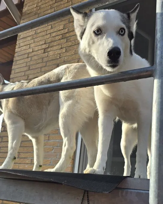 Hund aus Tierheim, Bonny Kira Ein Tolles Duo | Grau Weiß Husky Schäferhund Samojeden Mischlinge Weiblich