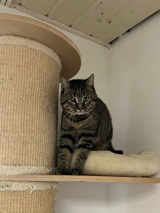 Katze aus Tierheim, Ela Mau M | Europäisch Kurzhaar Weiblich