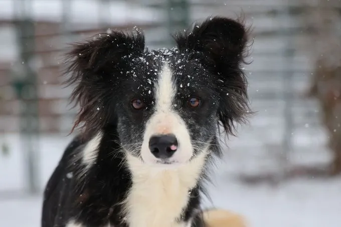 Molly - Border Collie Mix zur Adoption