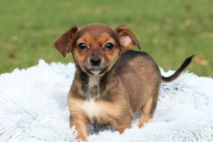 Nelli - Mischling zur Adoption