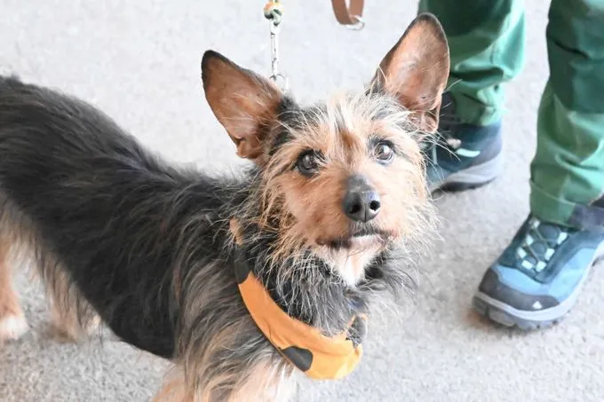 Hund aus Tierheim, Gronkel | Terrier Dackel Mix Männlich