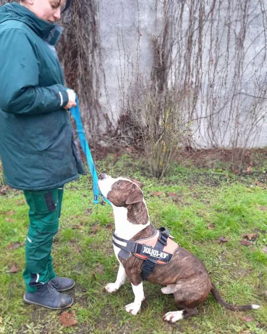 Dog from shelter, Baddy | Staffordshire Terrier Male