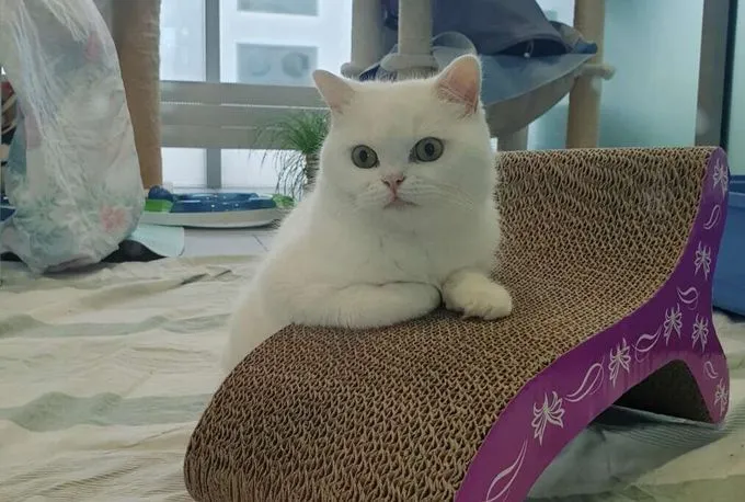 Katze aus Tierheim, Bambi | Bkh Mix Männlich
