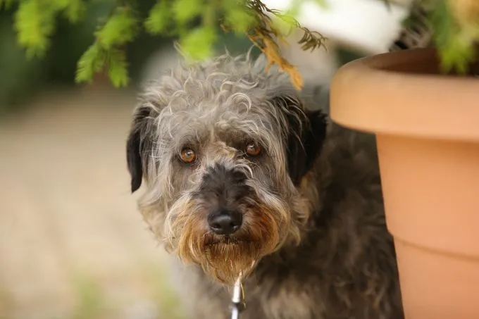 Hund aus Tierheim, Schelly | Grau Mischling Weiblich