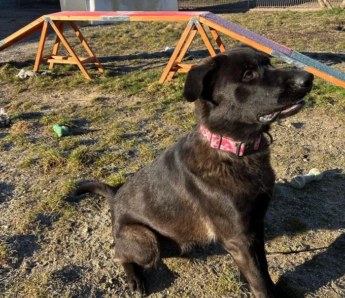 Mina - Schäferhund-Malinois-Mix zur Adoption