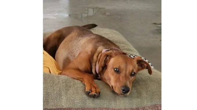 Dog from shelter, Motte | Rotbraun Pinscher Ridgeback Mix Female