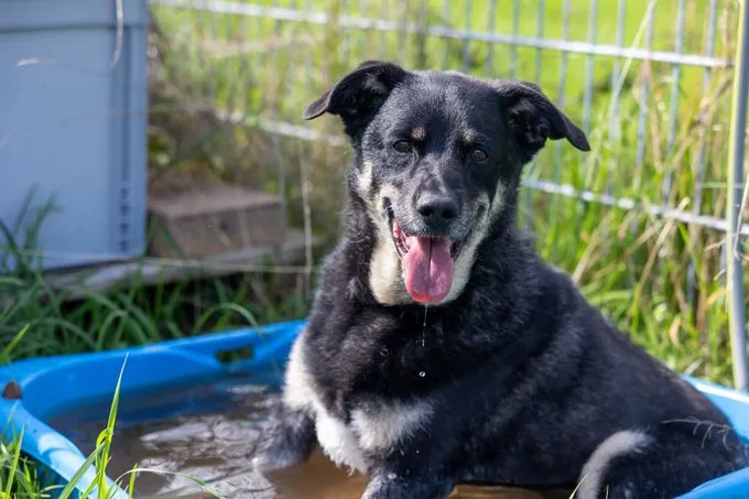 Dog from shelter, Tyson | Grau Schwarz Appenzeller Mischling Male