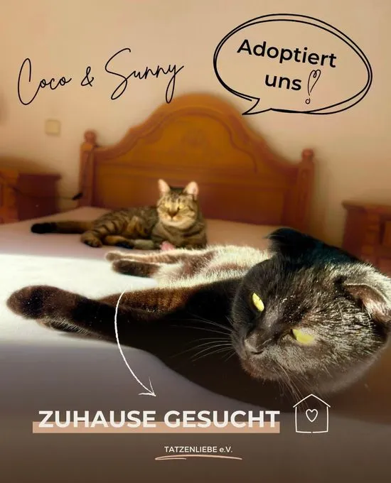Cat from shelter, Sunny Coco | Braun Getigert Und Schwarz Bkh Mix Female