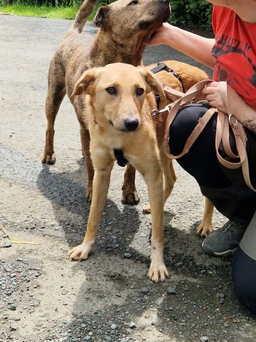 Hund aus Tierheim, Indra | Mischling Weiblich