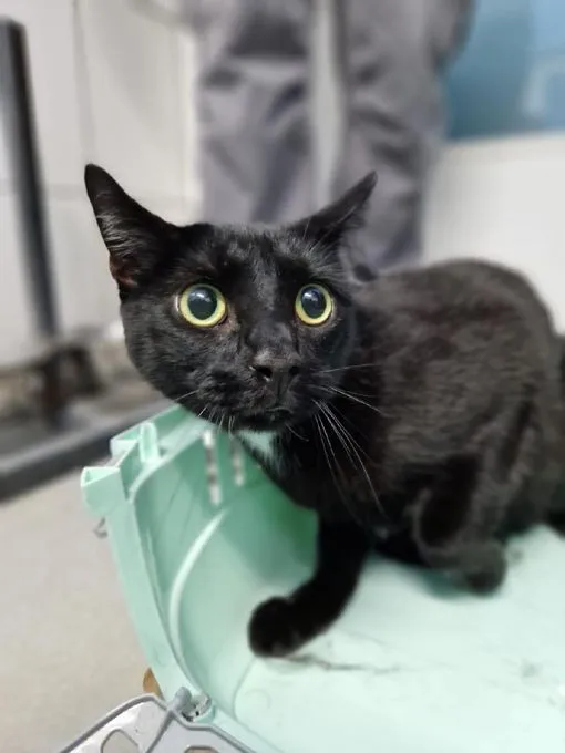 Cat from shelter, Fred | Schwarz Ekh Male