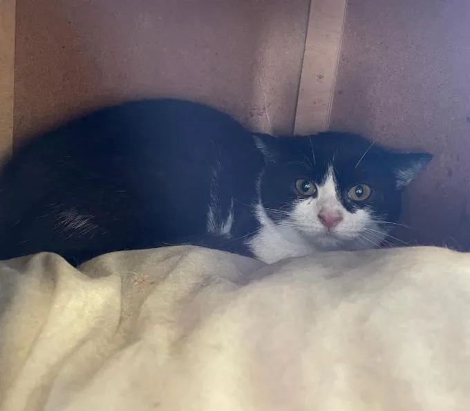 Luzi - EKH zur Adoption