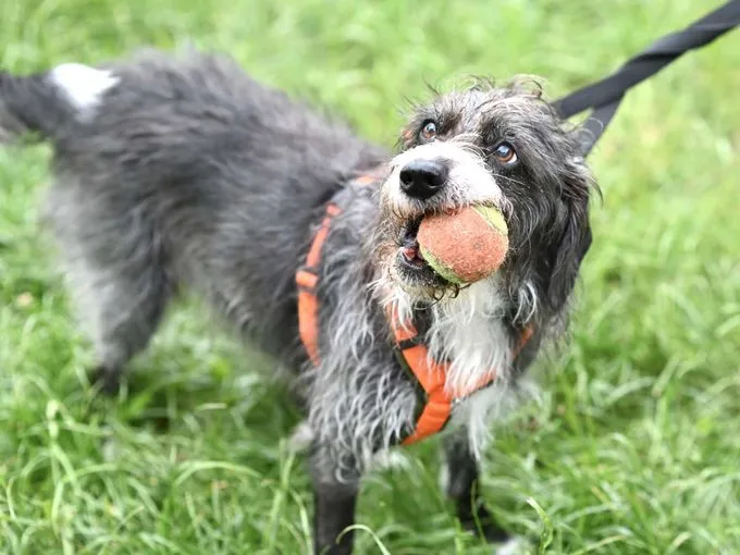 Dog from shelter, Lady | Terrier Mix Female