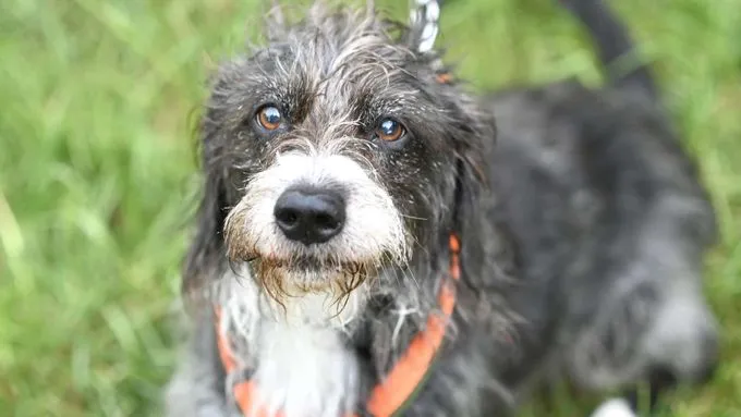 Dog from shelter, Lady | Terrier Mix Female