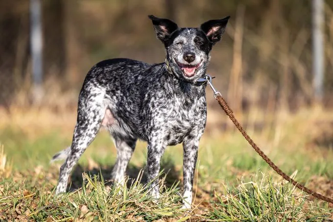 Hund aus Tierheim, Babette | Schwarz Weiß Mischling Weiblich