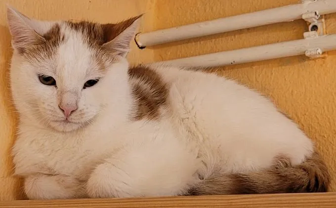 Cat from shelter, Clyde | Rot Getigert Ekh Male