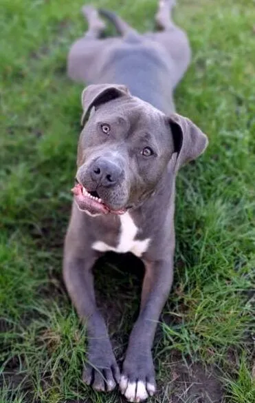 Hund aus Tierheim, Marty | Staffordshire Mix Männlich