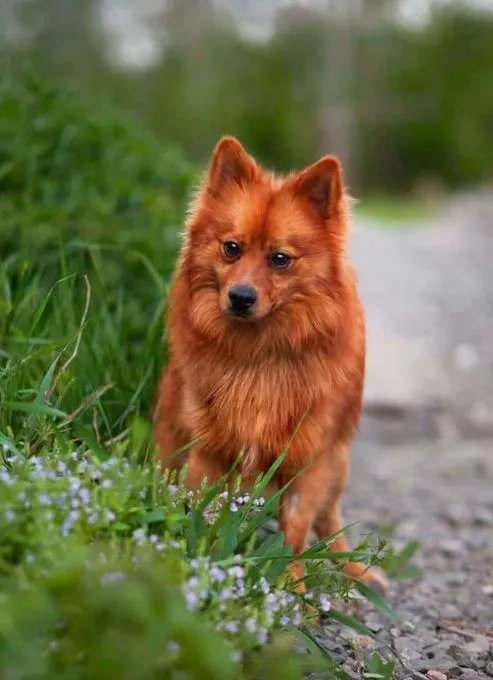 Dog from shelter, Grinch | Orange Spitz Male