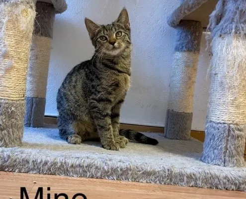 Katze aus Tierheim, Fine Mine Trine | Weiblich