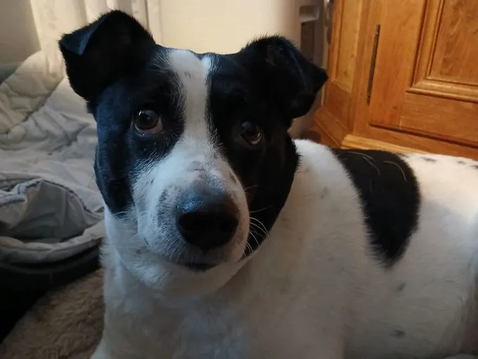 Hund aus Tierheim, Paula | Weiß Mit Schwarz Jack Russell Terrier Weiblich