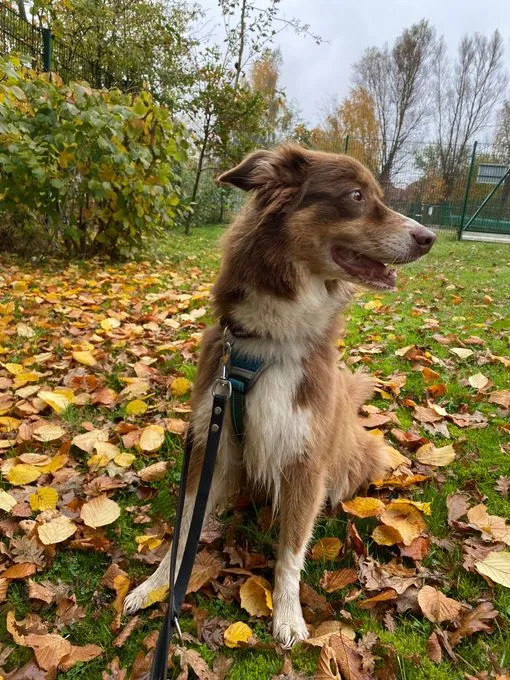 Dog from shelter, Bonny | Braun Weiß Australian Shepard Female