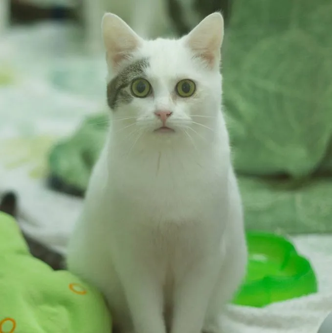 Cat from shelter, Rio | Weiß Grau Getigert Ehk Male