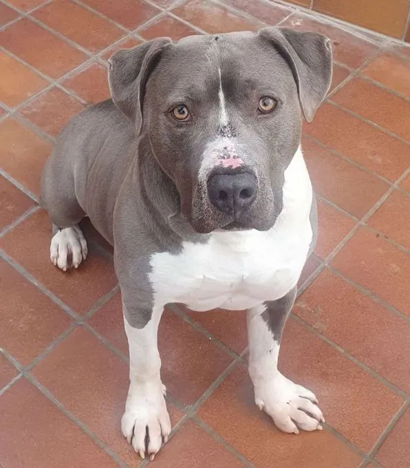 Dog from shelter, Ates | Staffordshire Mix Male