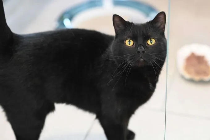 Katze aus Tierheim, Wallis | Ekh Weiblich
