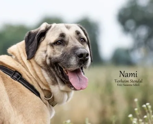 Dog from shelter, Nami | Kangal Hirtenhund Mix Female