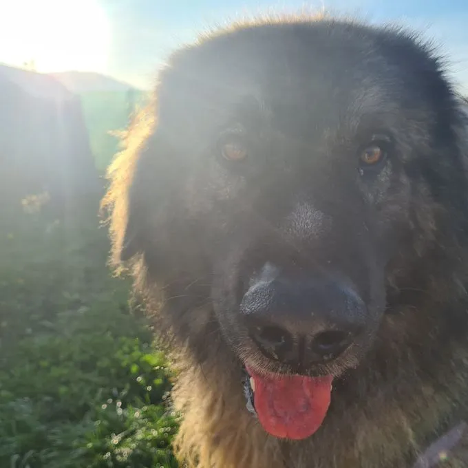 Hund aus Tierheim, Kooper | Grau Schwarz Sarplaninac Mix Männlich
