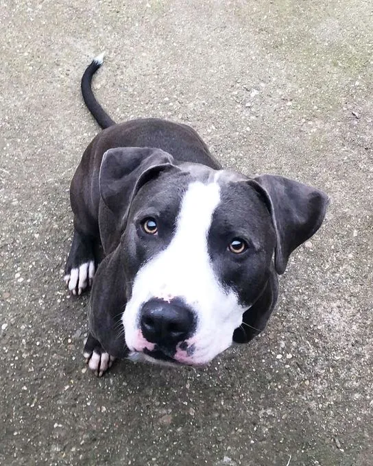 Dog from shelter, Paco | Staffordshire Mix Male